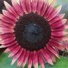 sunflower616 sunflower616